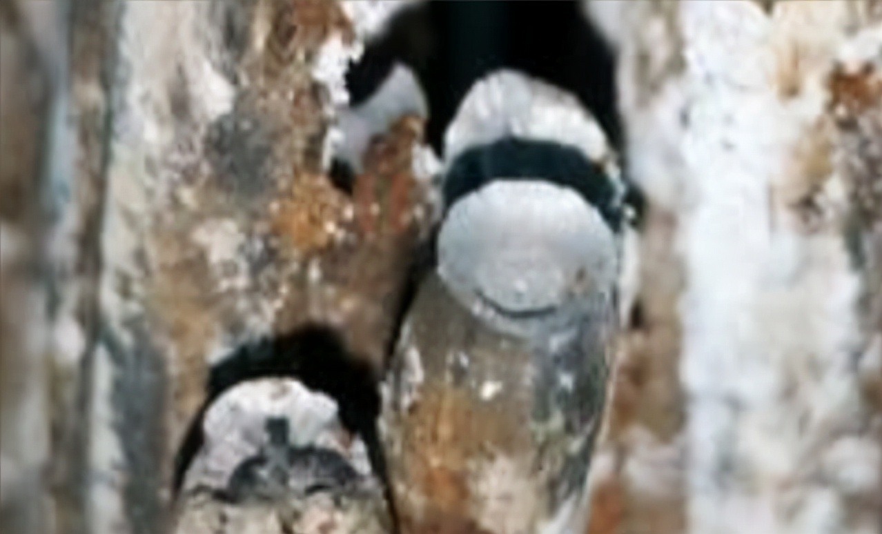 深圳湾大桥钢缆,深圳湾公路大桥钢缆折断