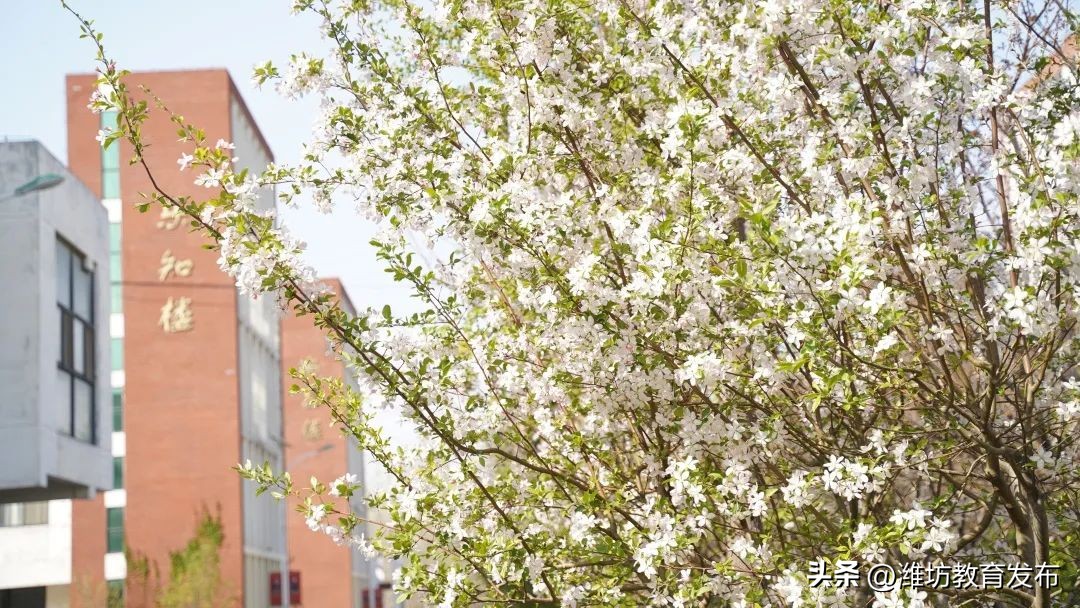 美！潍坊校园春景强势来袭
