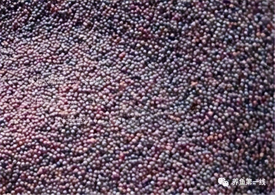 鱼饲料中的主要营养成分,鱼类饲料