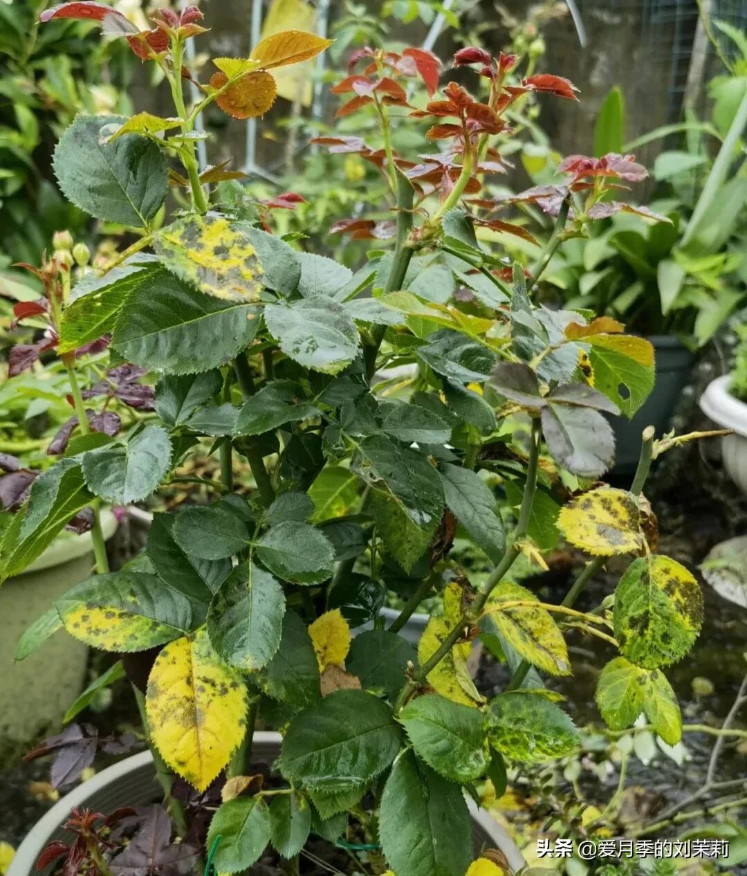 酒精可以治月季黑斑病吗,月季黑斑病用多菌灵行吗