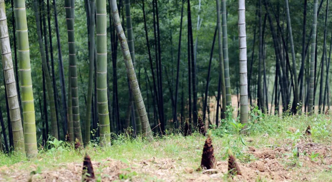 遂昌吃喝玩乐的地方,遂昌千佛山旅游度假