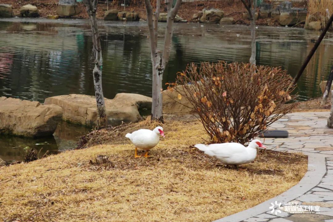 开学季春归校园再启新程,开学季辞旧迎新