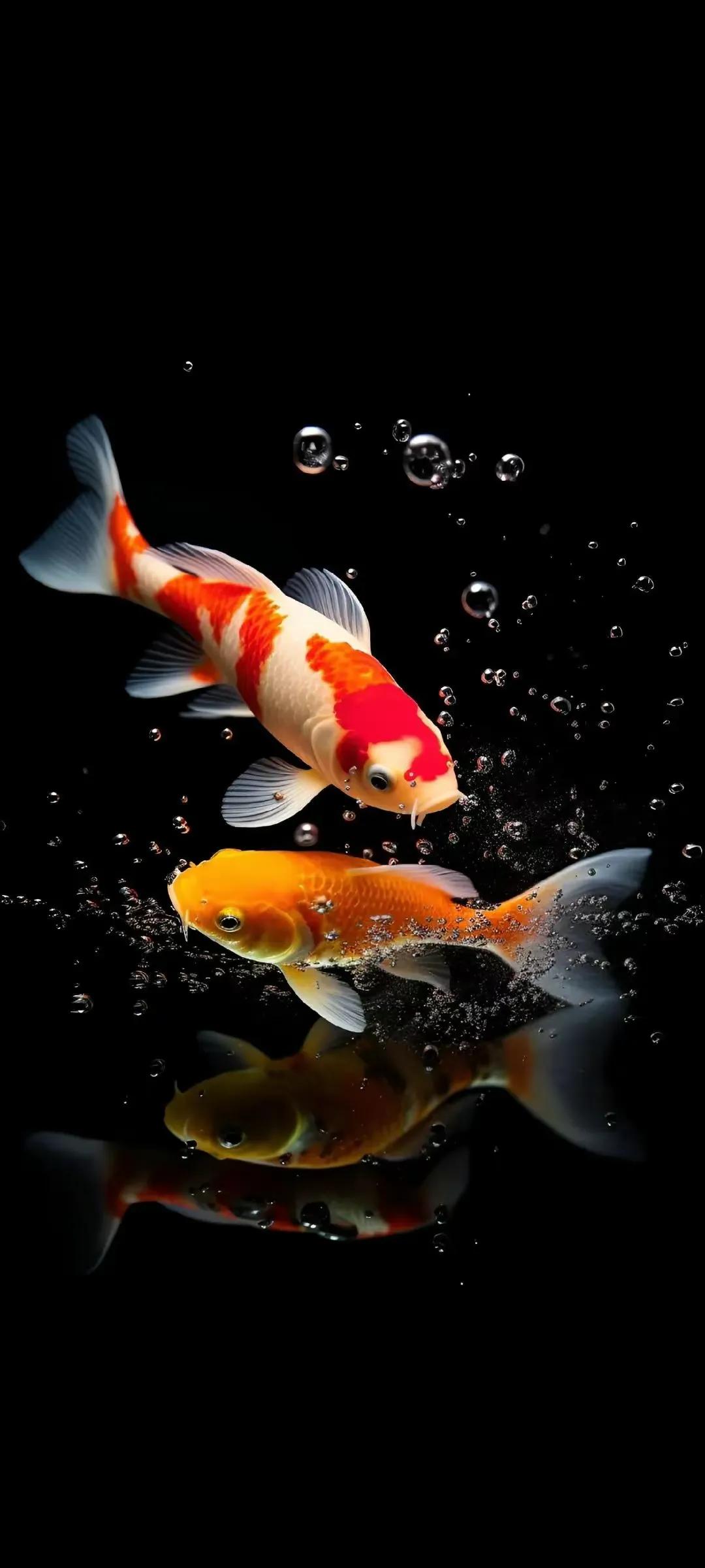 多姿多彩锦鲤图片,锦鲤鱼的照片大全大图可爱