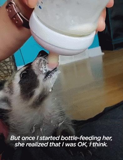 鍔犳嬁澶у皬娴g唺骞煎唇,鍔犳嬁澶у杺鍏诲皬娴g唺