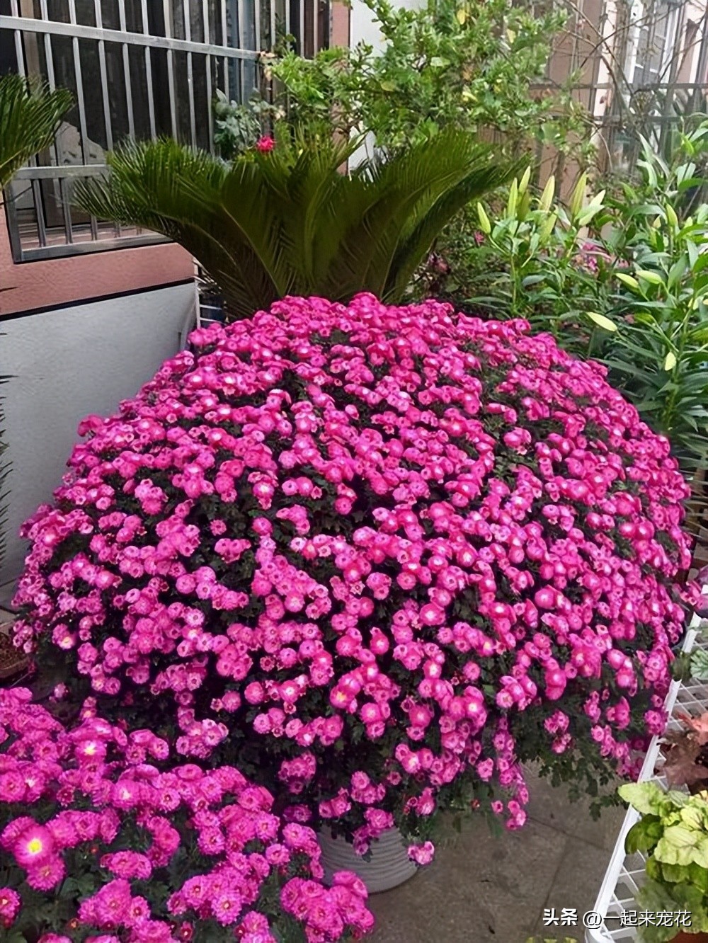 花期比较长又容易养的小菊花,养了大半年的菊花终于开花了