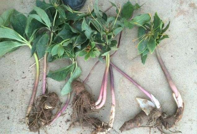 这些年价格飞涨好种的中药材,昂贵的中药材种植