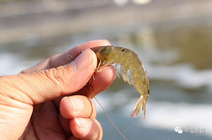 新研究！一款植物在养虾中大有作用，可抵抗病毒和细菌混合感染！