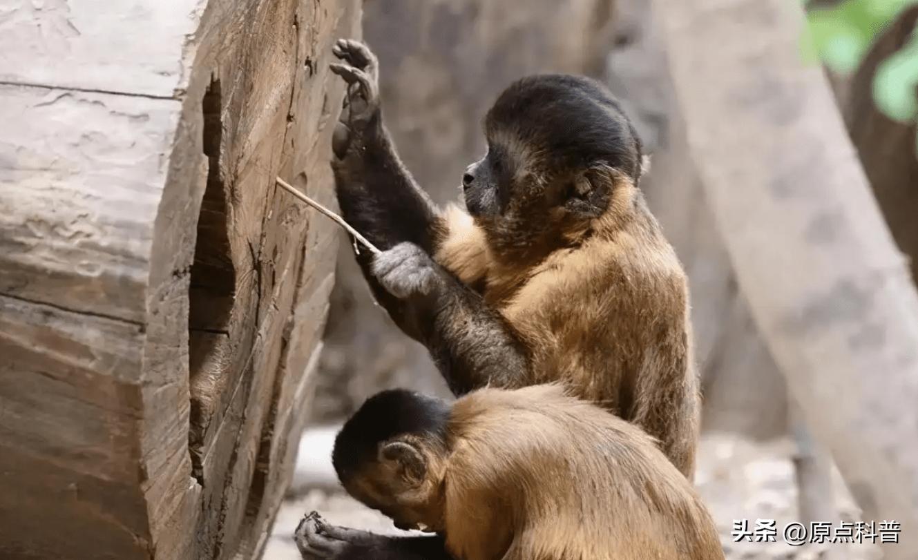 金丝猴是世界上最美猴子吗,世界上最濒危的猴子是什么猴