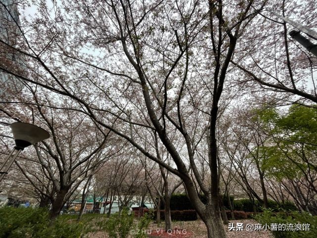 虹口足球场樱花,虹口足球场樱花开在什么地方