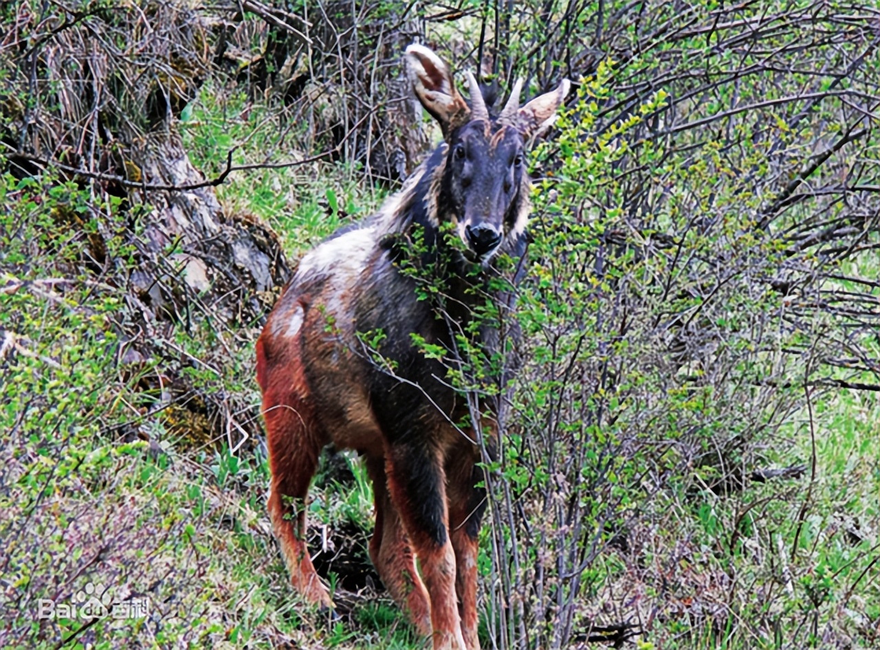 天马神兽真实视频,罕见的天马神兽