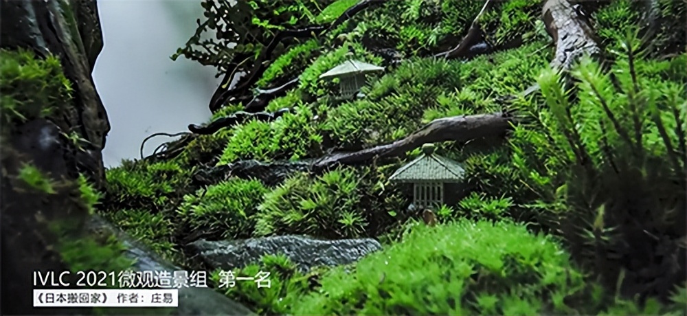 在卧室造一片弱肉强食的危险雨林，会打雷还真的会下雨