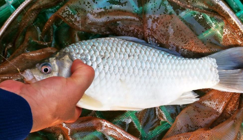 新手如何选择鱼竿才能保证不被坑,如何合理选择鱼竿