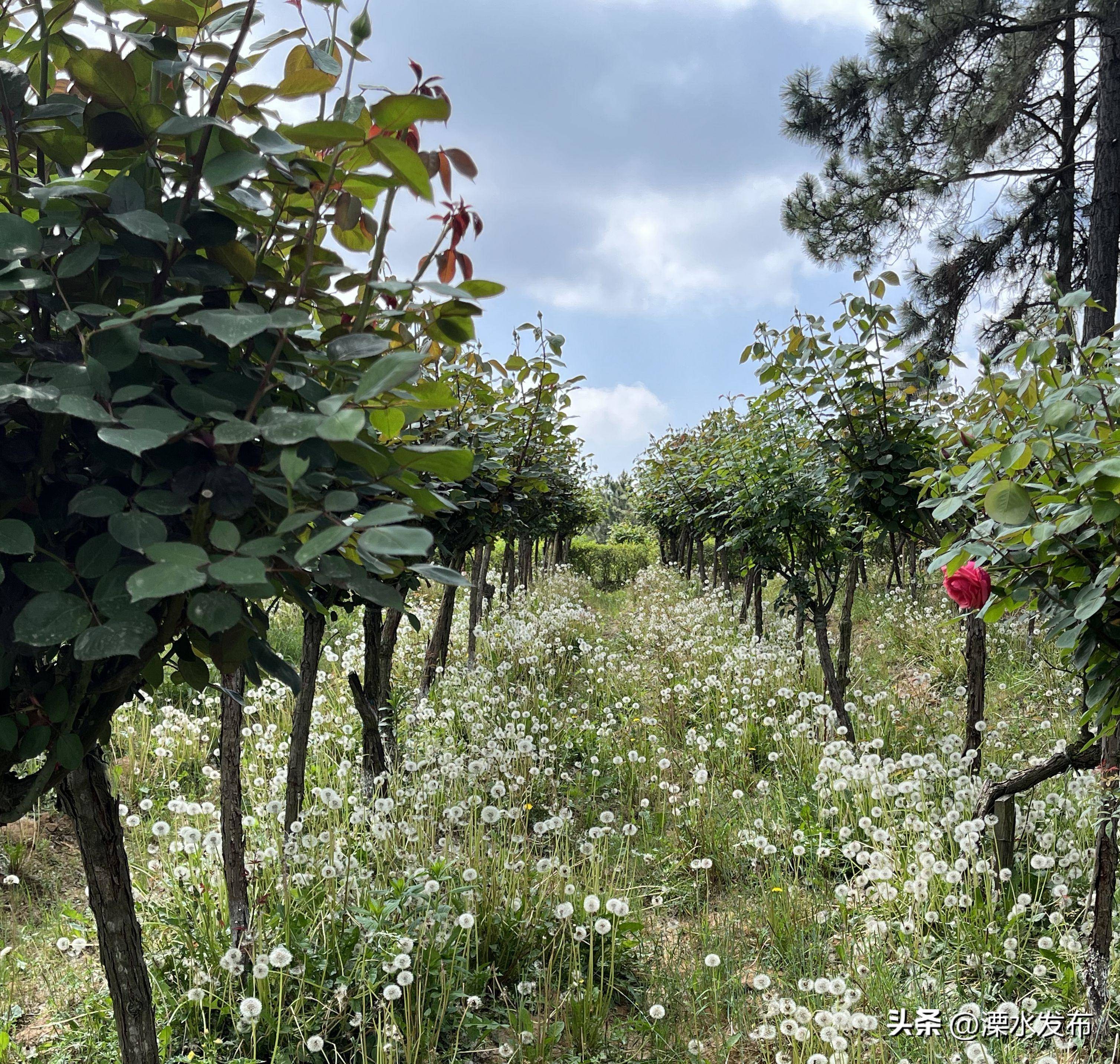 南京玫瑰园区,南京玫瑰基地