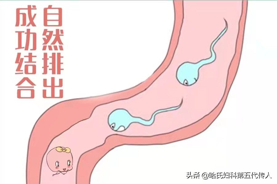 卵泡长得很圆还是没怀上怎么回事,吃什么可以让卵泡长得好又大又圆