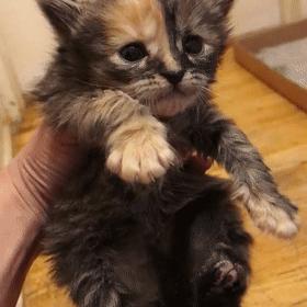 玳瑁阴阳脸猫,阴阳脸玳瑁小猫