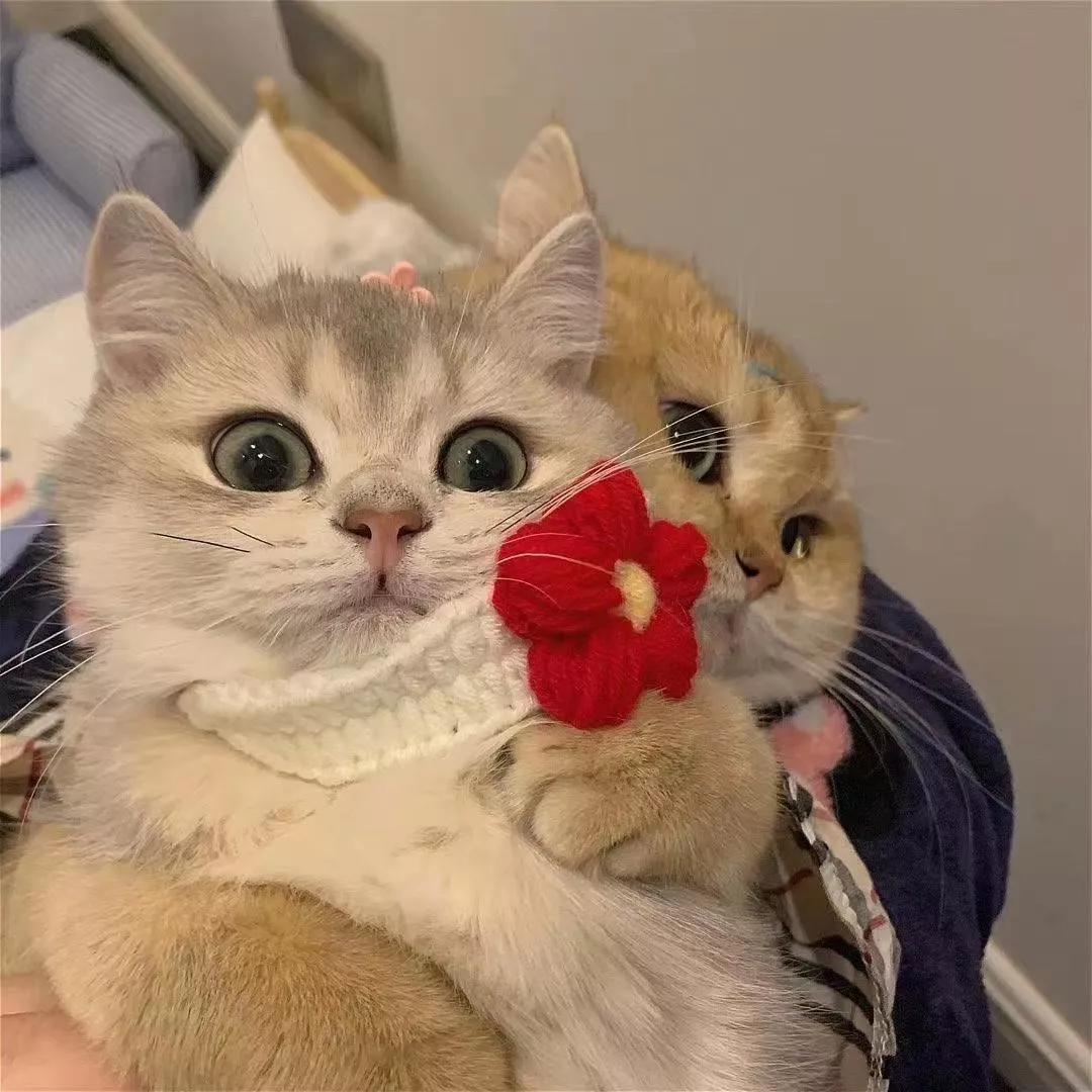 宠物黑色素瘤怎么去除,猫咪黑色素瘤发病原因