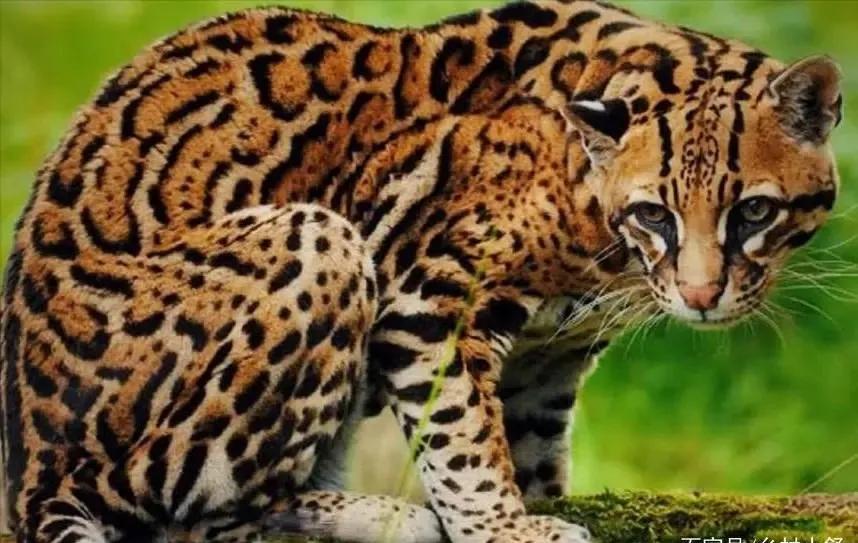 委内瑞拉纸币连号,委内瑞拉纸币演变