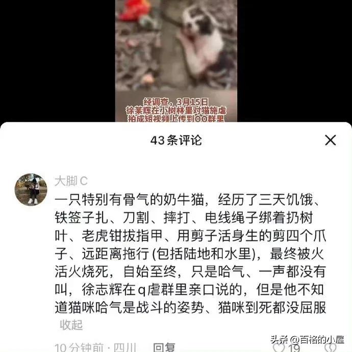 恶趣味！以爱猫为幌子售卖虐猫视频，10元30G，群内讨论虐猫手法