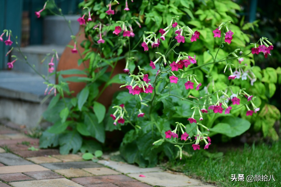 冬天开花的室外花卉盆栽,温室盆栽观花花卉植物
