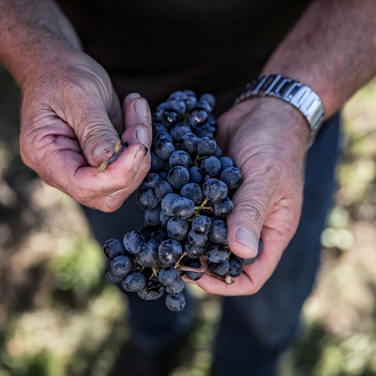 新西兰霍克斯湾,新西兰北岛霍克斯湾