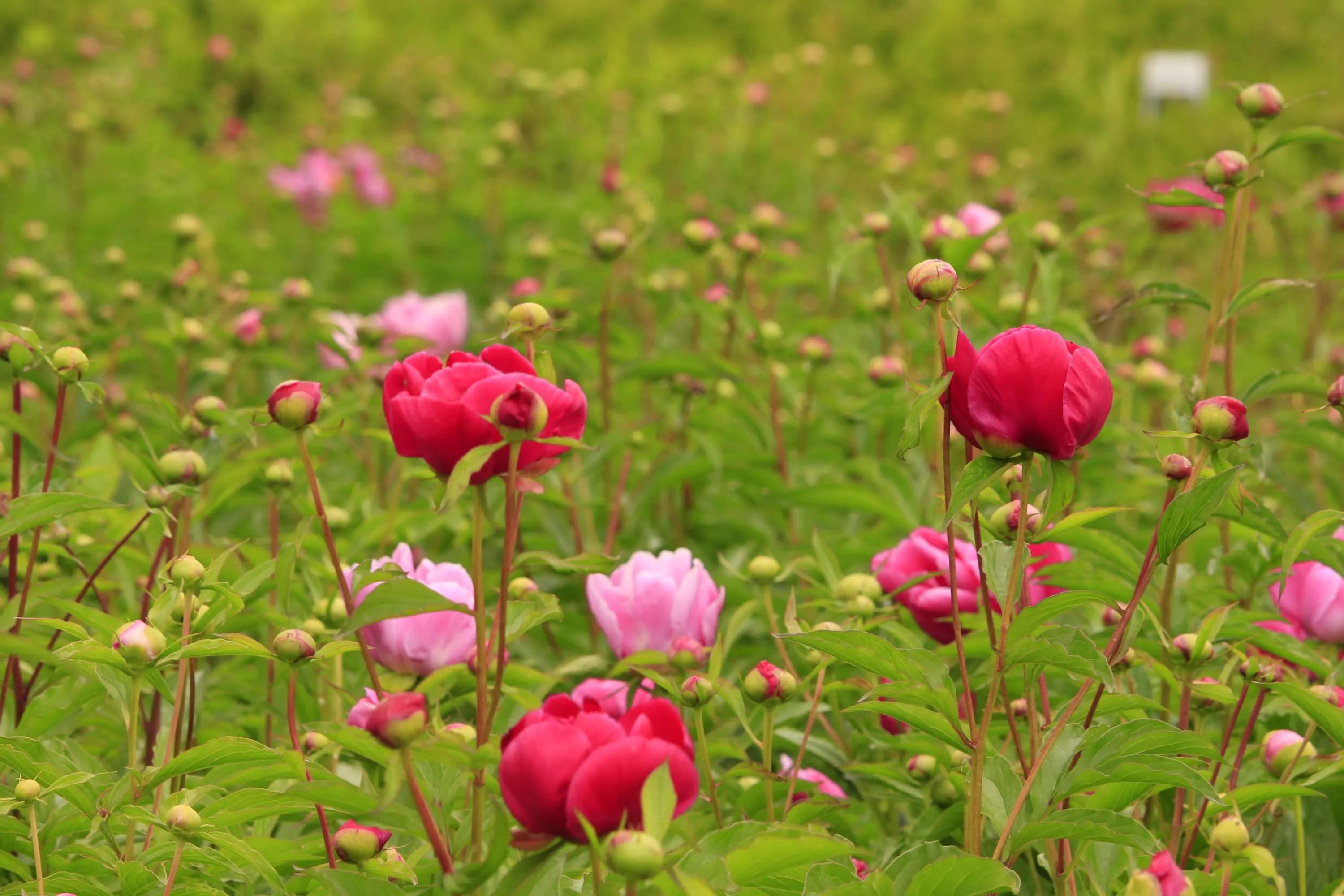 春夏之交，越来越多的花含苞欲放，这一百种娇媚蓓蕾真是美不胜收