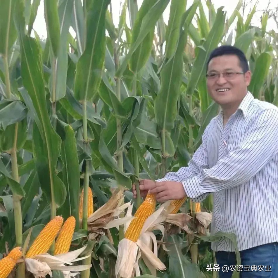 黄金棒819玉米种介绍,黄金棒YD819玉米种审定公告