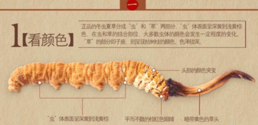 西藏虫草挖了一窝 (青海挖出最大虫草)