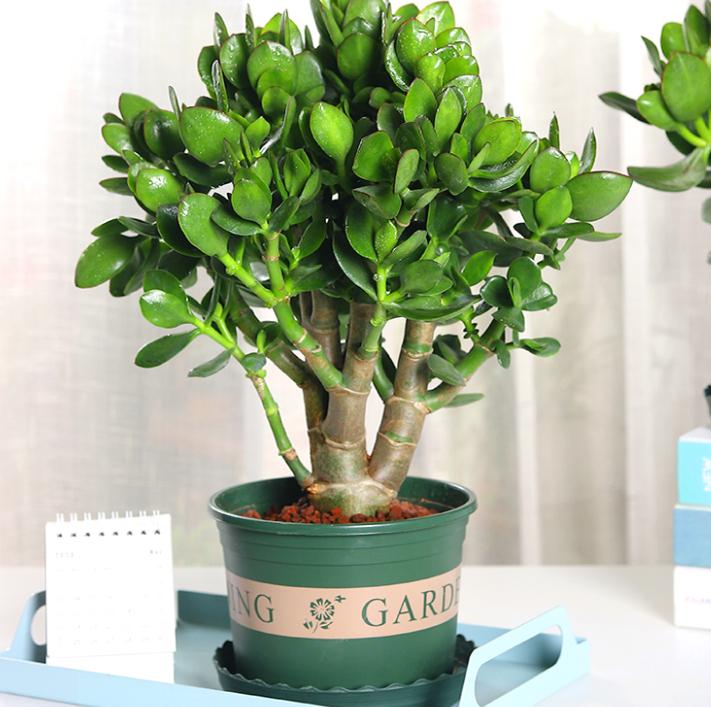 客厅养植物有什么讲究,客厅养树有什么讲究