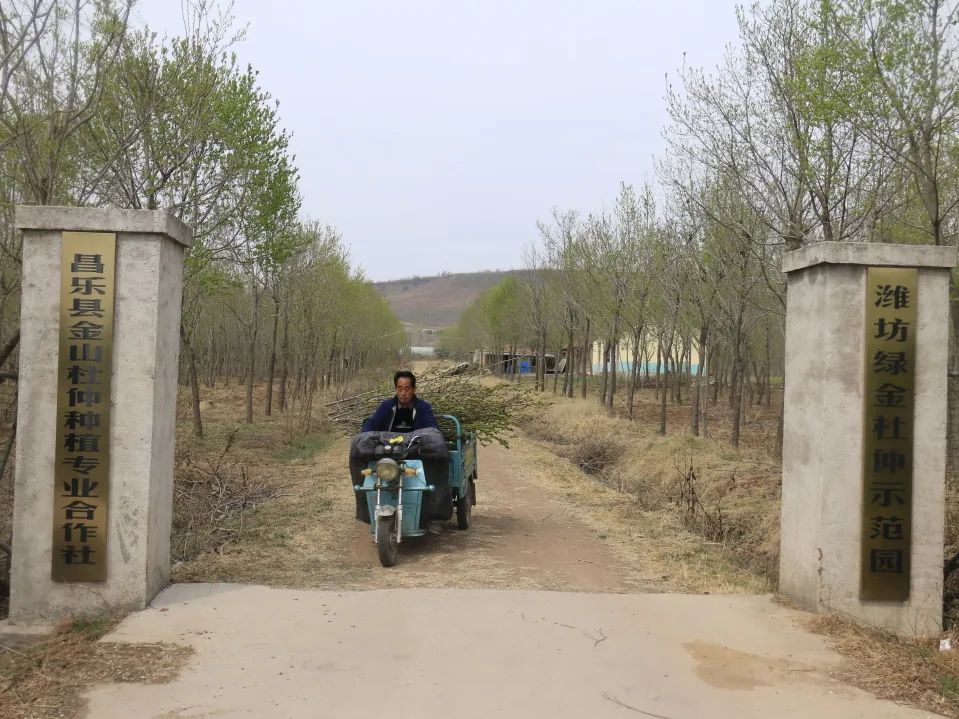 特色产业助力乡村振兴|鄌郚杜仲“小”雄花助农“大”增收