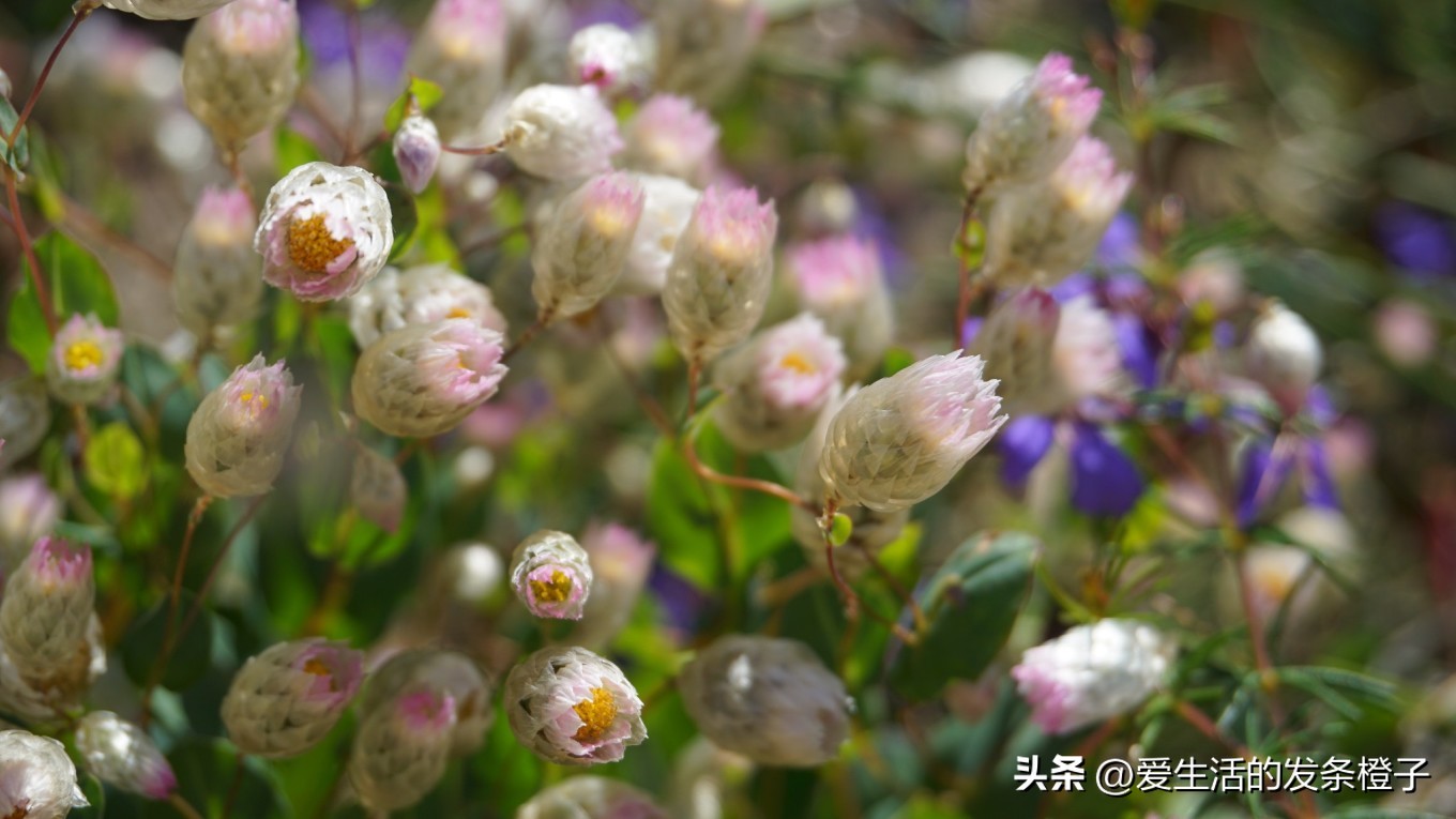 一路向北全程1980公里,西澳自驾游最佳路线图