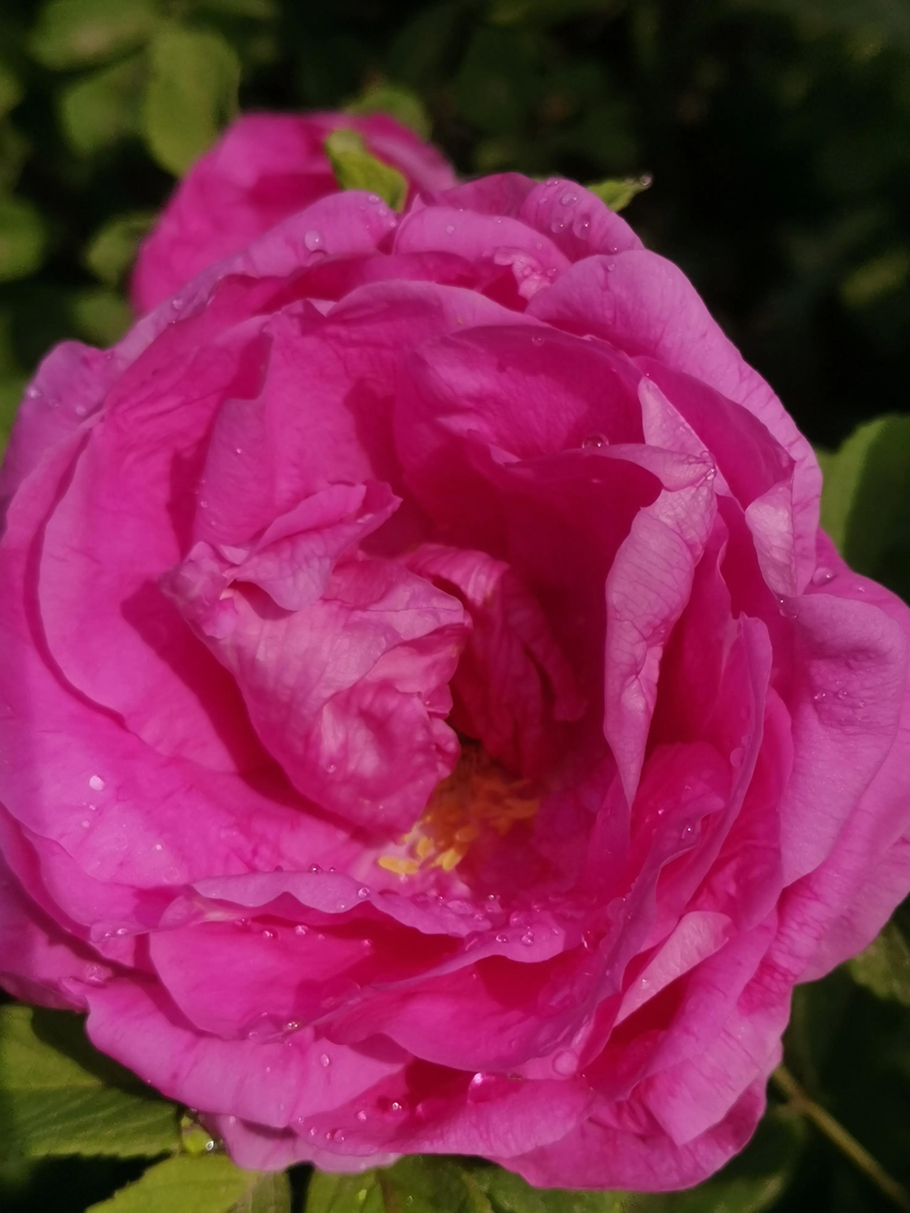 像玫瑰花绽放七律,七律深秋鲜花绽放