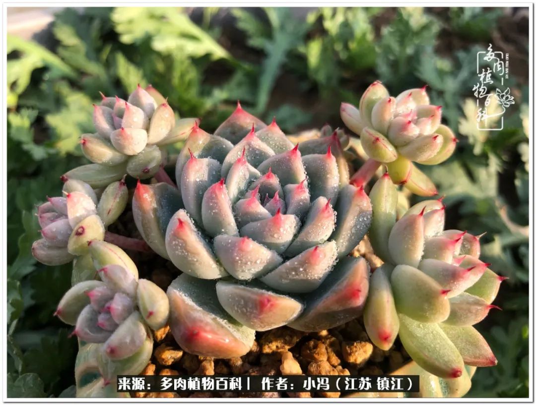 大棚养多肉为啥又肥又好看,10种公认最好养好看的多肉