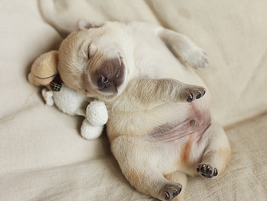 刚出生的小狗怎么喂养才能活下来,刚出生的小兔人工喂养的注意事项