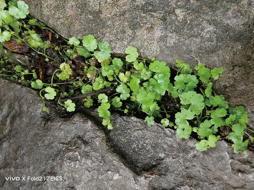 vivoxfold2深度评测值得买吗,vivo大折叠xfold2白色