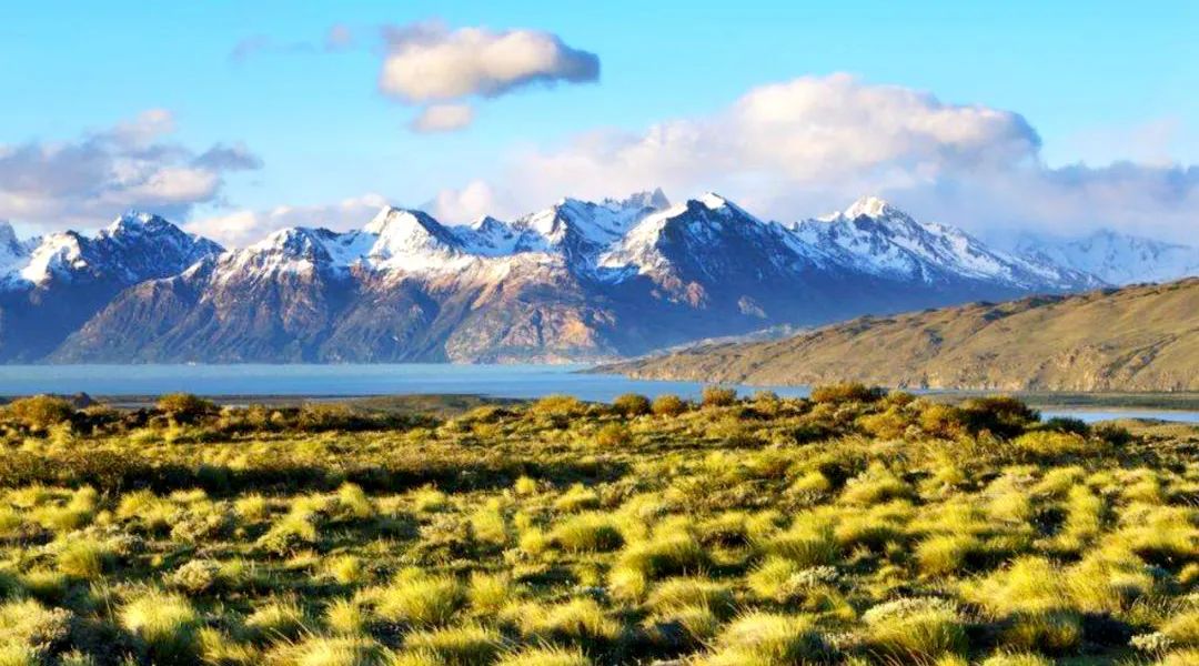 潘帕斯雄鹰阿根廷夺冠,潘帕斯雄鹰捧起大力神杯