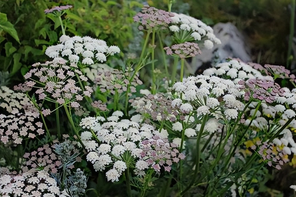 常觅春归不知处花田此地得逢君：栖云田园小镇·花间集