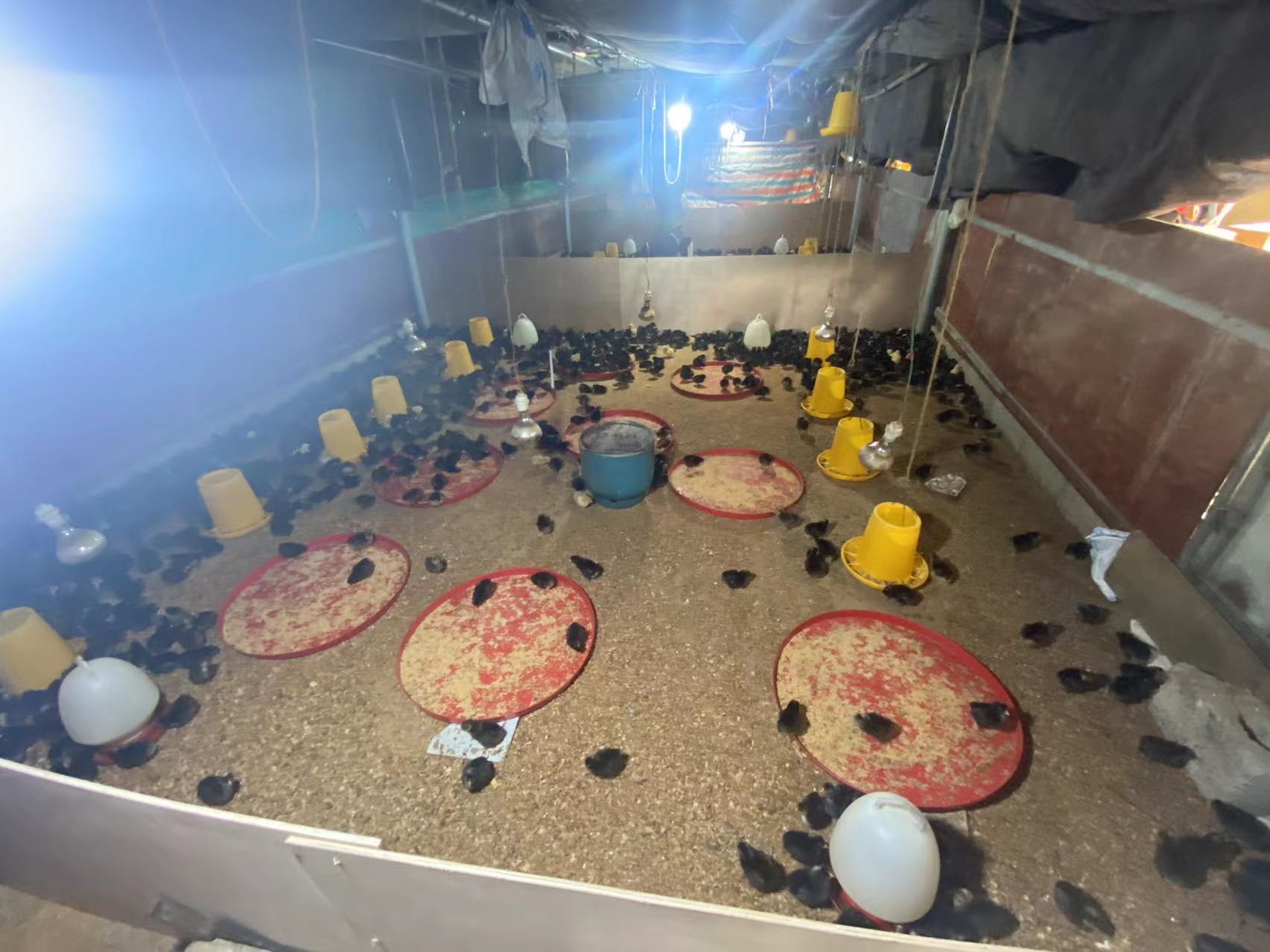 童鸡养法,散养鸡育雏期间需要什么防疫