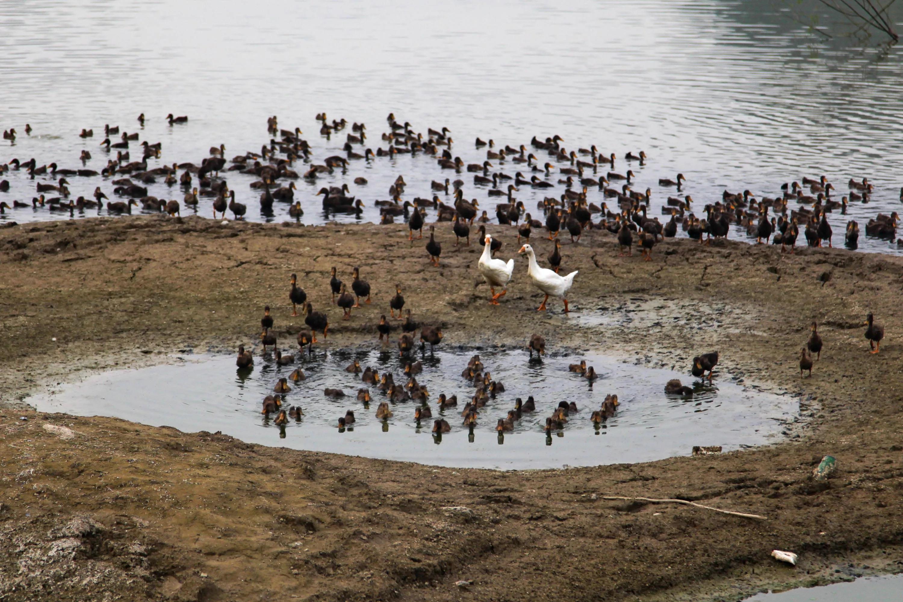 鸭子换毛期会出现哪些症状,鸭子病症都有哪些表现
