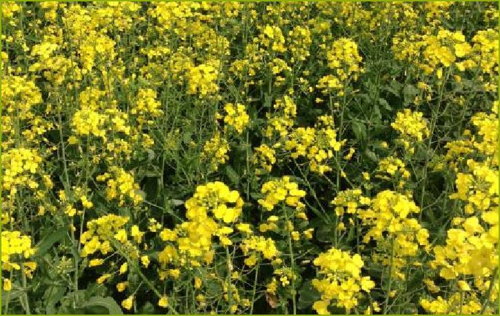 春日美景句子,春日美景日记