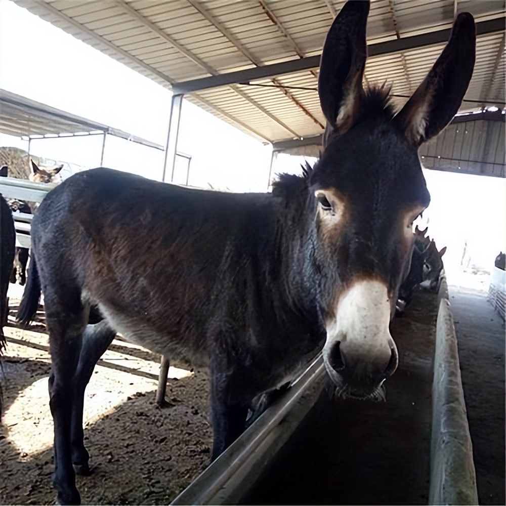 肉驴催肥饲料添加剂,肉驴催肥