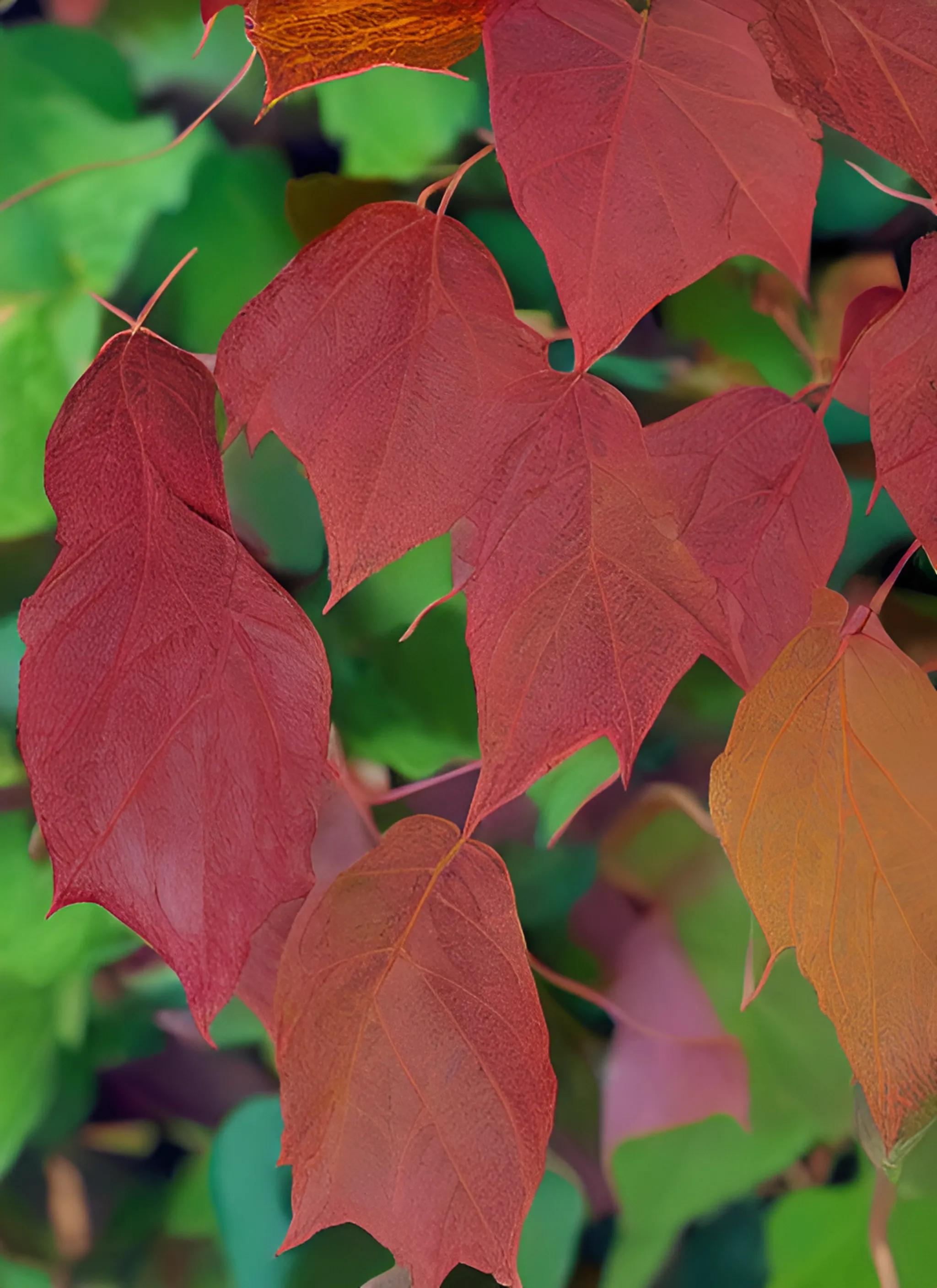 3叶爬山虎秋天叶子变红吗,爬山虎的叶子是先变红还是先变黄