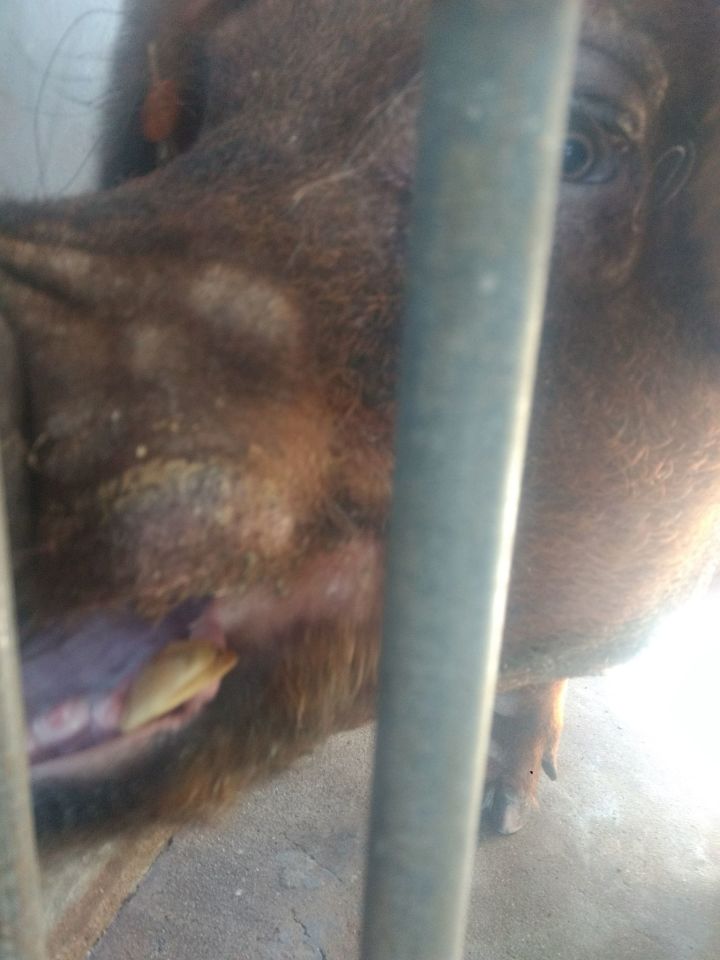 为什么猪能存活下来,为何猪在进化中没有被毁灭