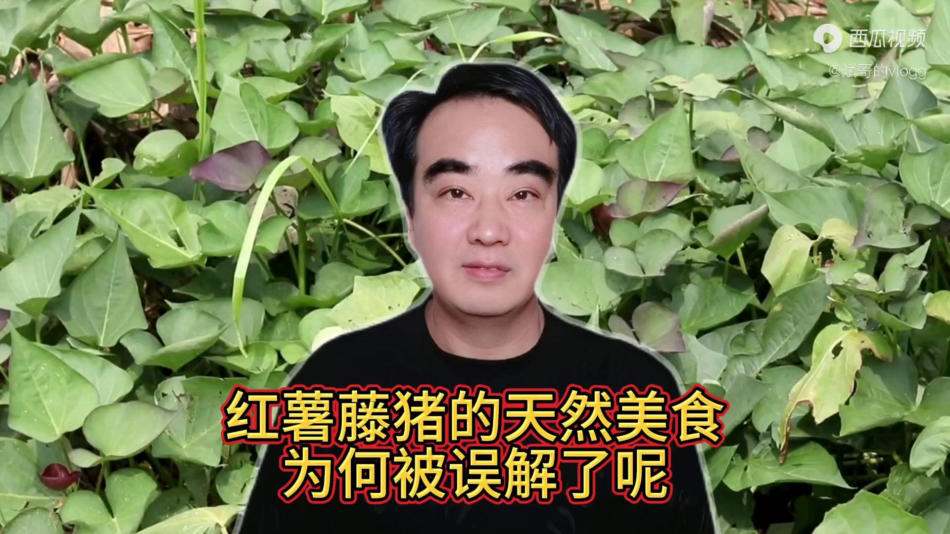 猪吃红薯藤有什么好处,红薯藤猪吃了好不好