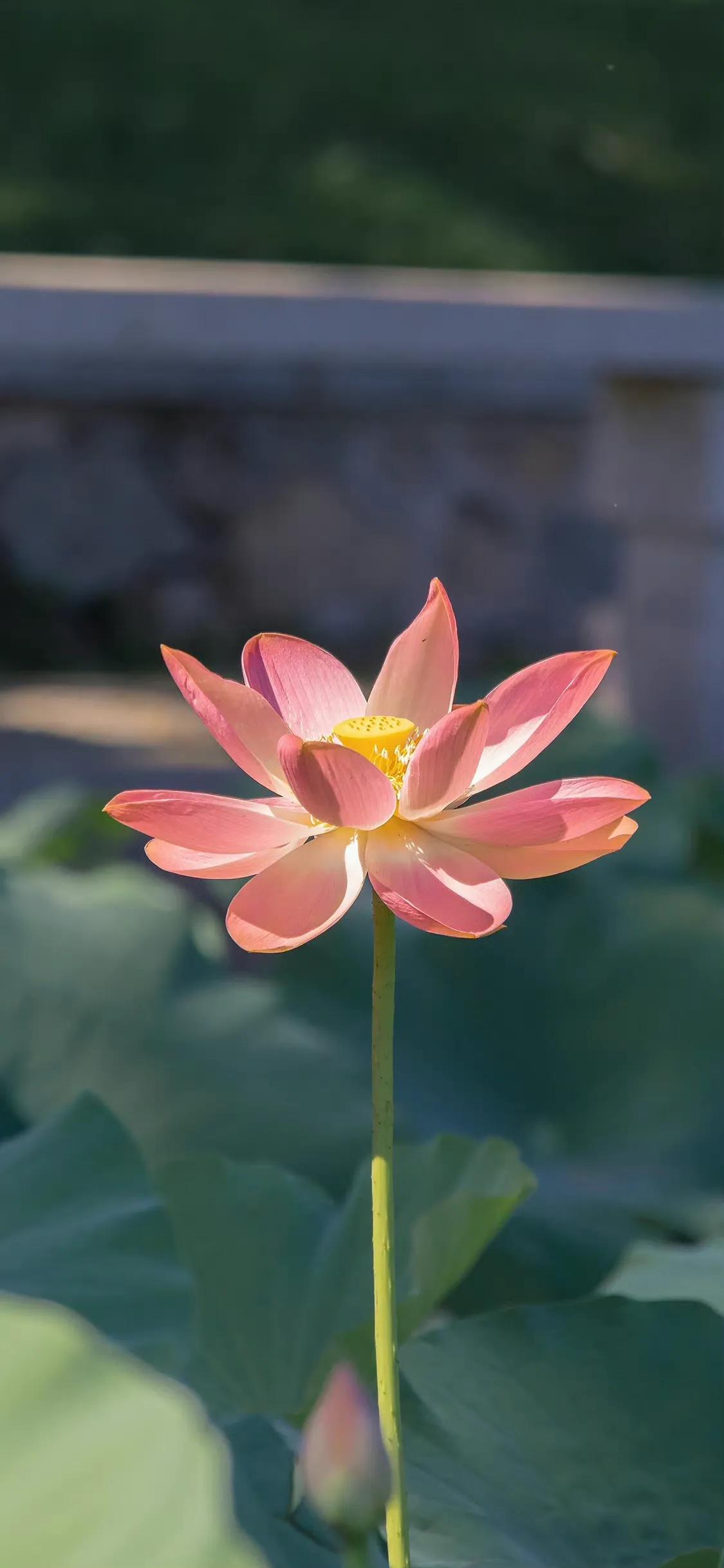 荷花荷叶壁纸图片大全,荷叶手机壁纸高清图片