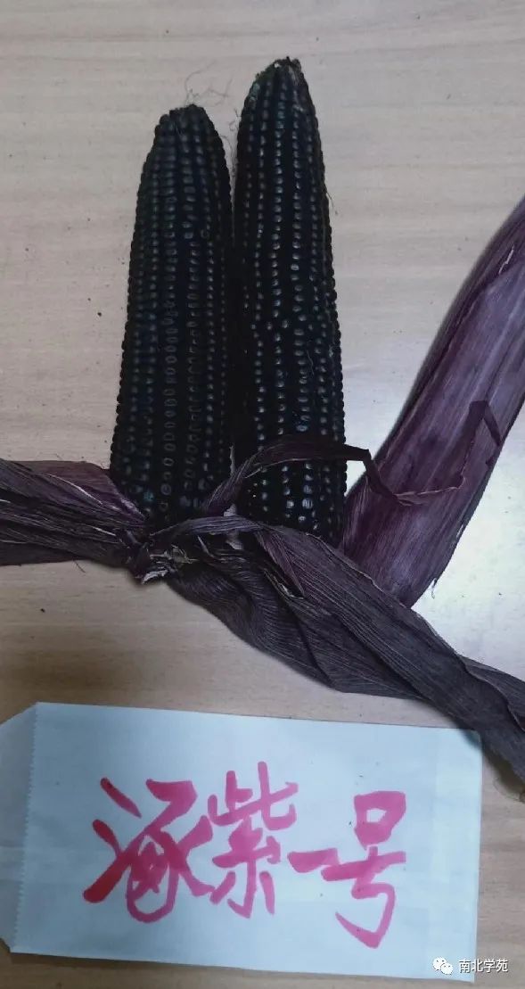 花青素玉米杂交种的育成和紫玉来花青素的应用