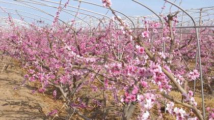 五家渠旅游路线,五家渠攻略