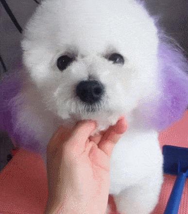 比熊多大的时候可以不关笼子养,怎样养小比熊新手教程