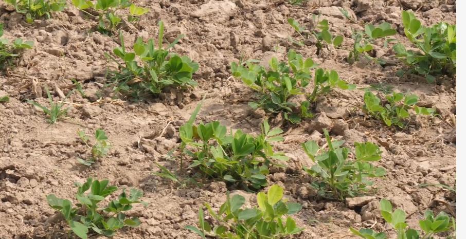 花生出苗后要高产应怎样管理,花生出苗条件