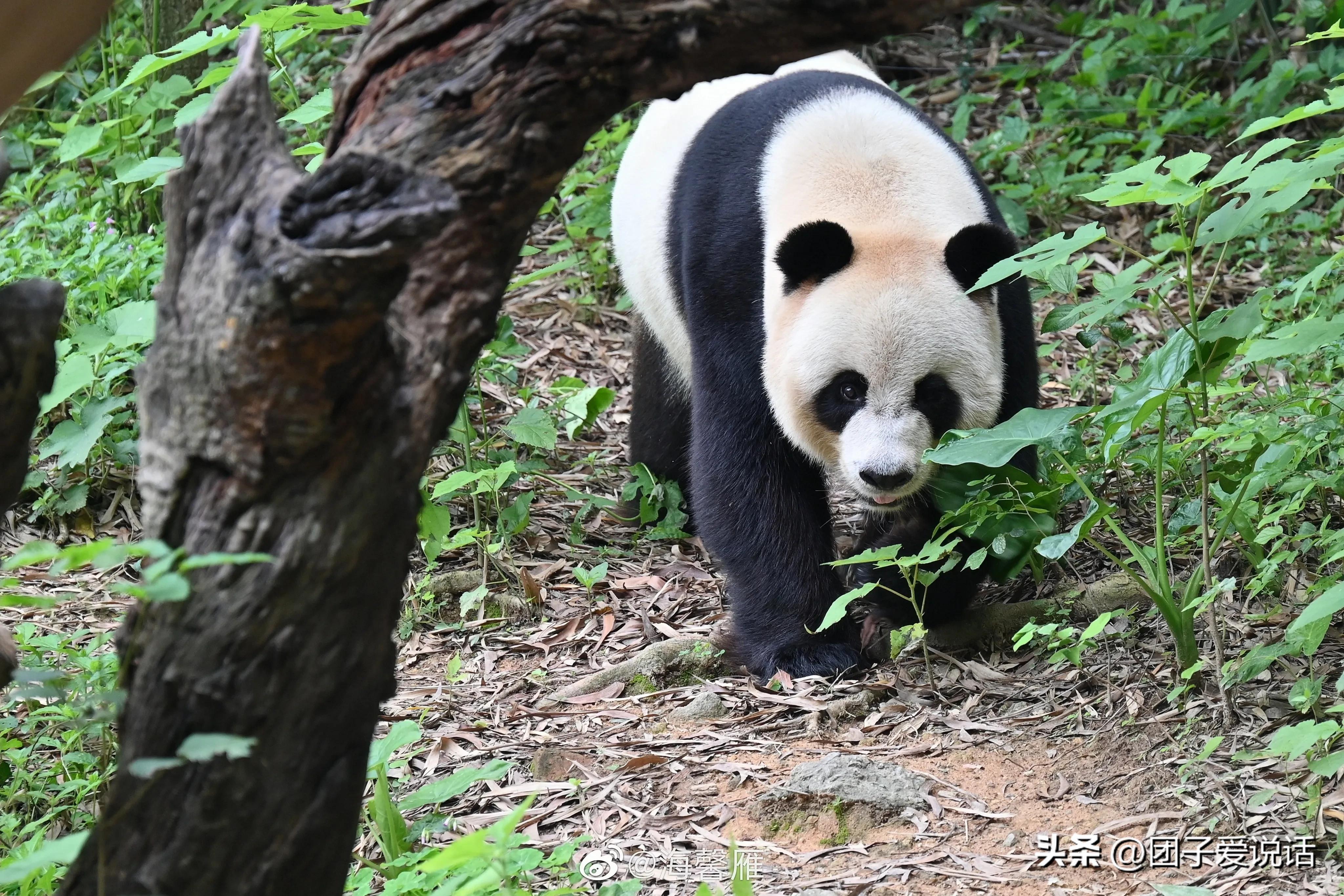 广州长隆野生动物园的大熊猫,广州长隆野生动物世界大熊猫