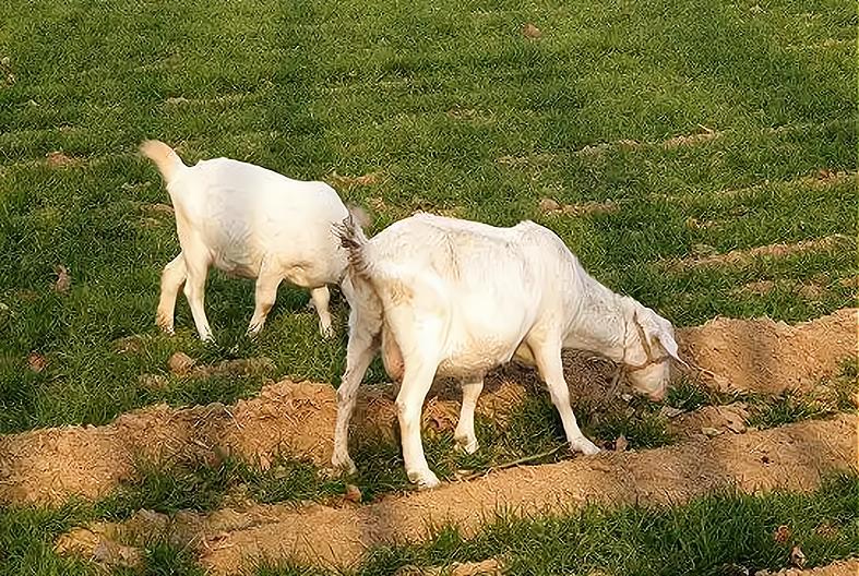 怎样预防庄稼被羊踩,麦苗不怕踩有科学依据吗